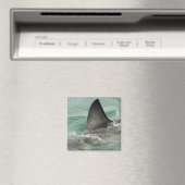 Dorsal aileron van een Witte haai Magneet (Insitu (Vaatwasser))