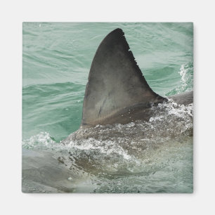 Dorsal aileron van een Witte haai Magneet