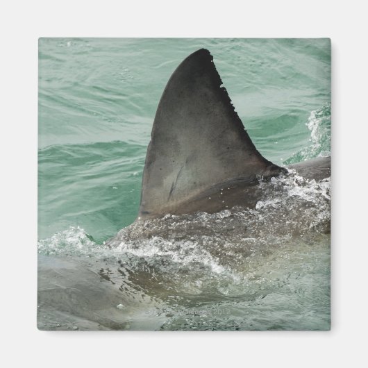 Dorsal aileron van een Witte haai Magneet (Voorkant)