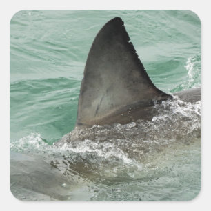 Dorsal aileron van een Witte haai Vierkante Sticker