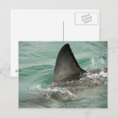 Dorsale aileron van een Grote Witte haai Briefkaart (Voorkant / Achterkant)