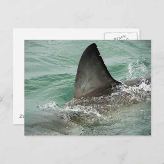 Dorsale aileron van een Grote Witte haai Briefkaart (Voorkant / Achterkant)
