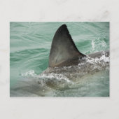 Dorsale aileron van een Grote Witte haai Briefkaart (Voorkant)