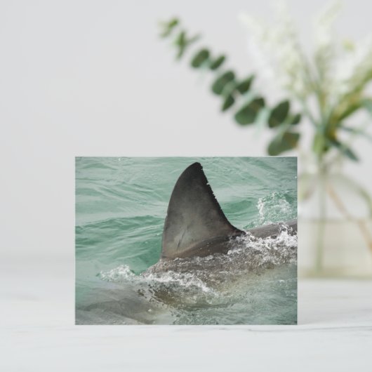 Dorsale aileron van een Grote Witte haai Briefkaart (Staand voorkant)