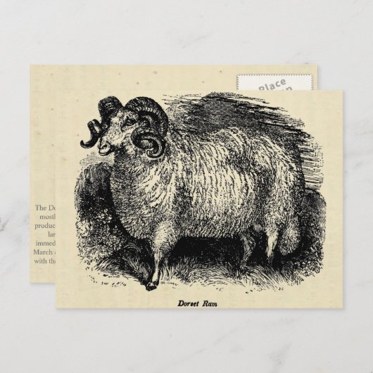 Dorset Briefkaart (Voorkant / Achterkant)