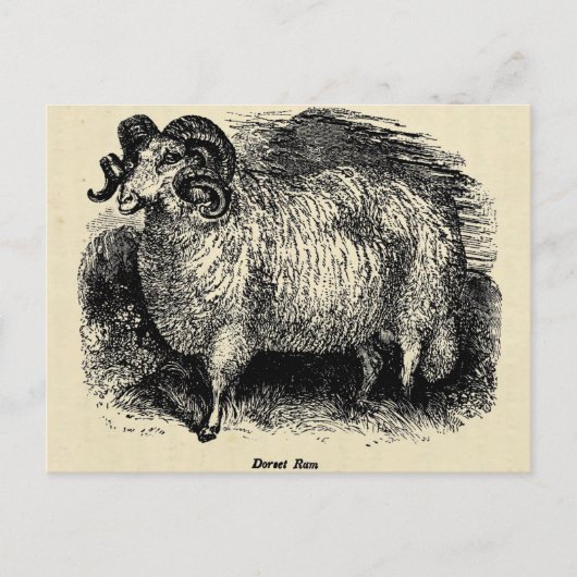 Dorset Briefkaart (Voorkant)