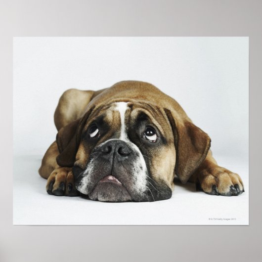 Dorset Old Tyme Bulldog Poster (Voorkant)
