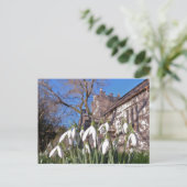 Dorset Snowdrops postcard Briefkaart (Staand voorkant)