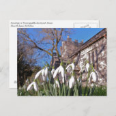 Dorset Snowdrops postcard Briefkaart (Voorkant / Achterkant)