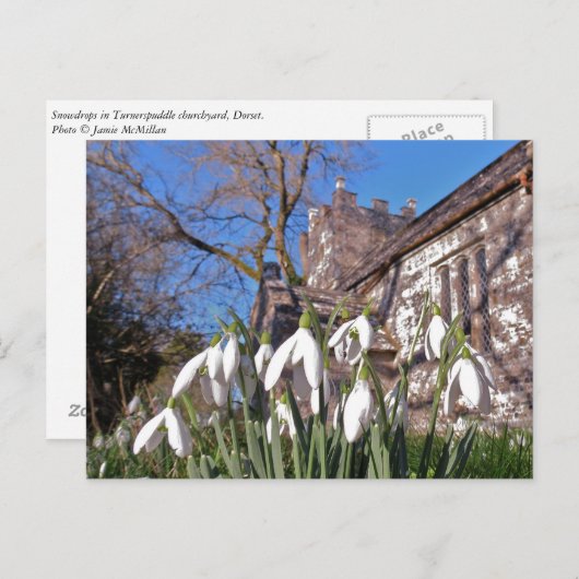 Dorset Snowdrops postcard Briefkaart (Voorkant / Achterkant)