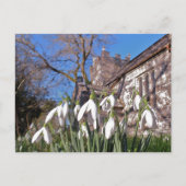 Dorset Snowdrops postcard Briefkaart (Voorkant)