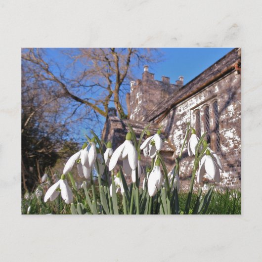 Dorset Snowdrops postcard Briefkaart (Voorkant)