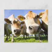 Dorset, Verenigd Koninkrijk Briefkaart (Voorkant)