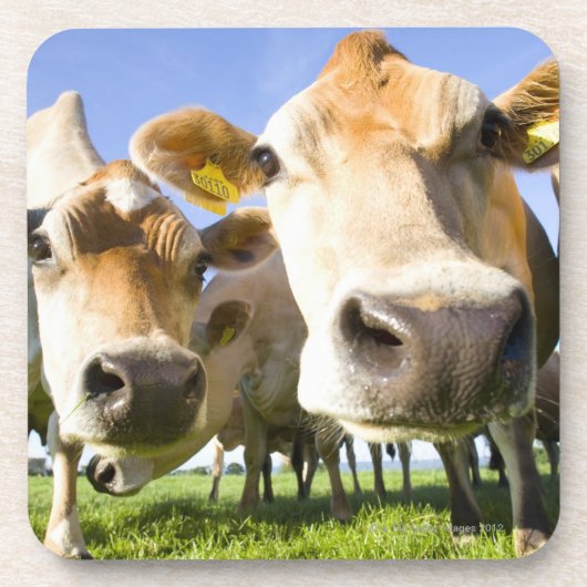 Dorset, Verenigd Koninkrijk Drankjes Onderzetter (Voorkant)