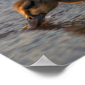 Dorsty Baby Poster (Hoek)