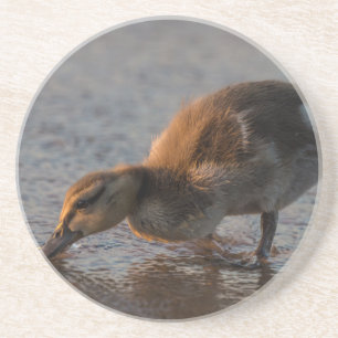 Dorsty Baby Zandsteen Onderzetter