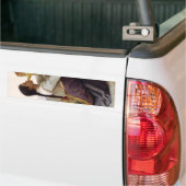 Dorsty Girl Drink van een Jug (landschap) Bumpersticker (Op Truck)