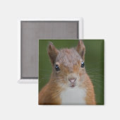 Dorsty Squirrel Magnet (Voorkant / Achterkant)