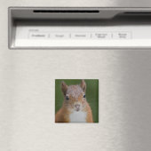 Dorsty Squirrel Magnet (Insitu (Vaatwasser))