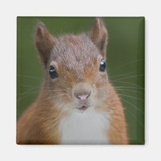 Dorsty Squirrel Magnet (Voorkant)