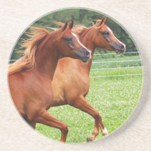 Dorsty Stone Onderzetter- 1 BOGO Kleuren Zandsteen Onderzetter