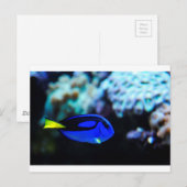 Dory, Blue Tang Fish Briefkaart (Voorkant / Achterkant)