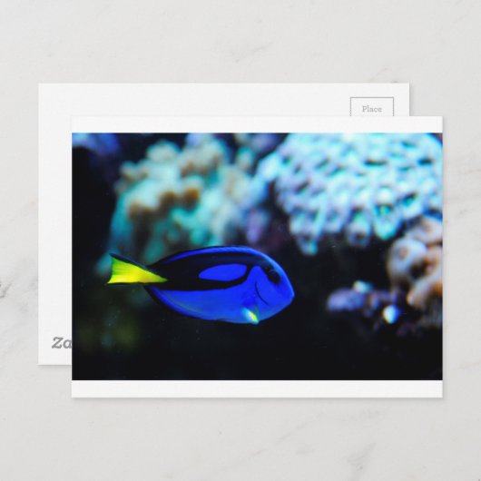 Dory, Blue Tang Fish Briefkaart (Voorkant / Achterkant)