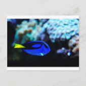 Dory, Blue Tang Fish Briefkaart (Voorkant)