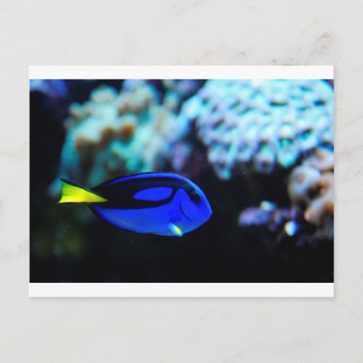 Dory, Blue Tang Fish Briefkaart (Voorkant)