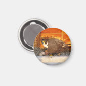 Dot.ca en Orion Magnet (Voorkant / Achterkant)