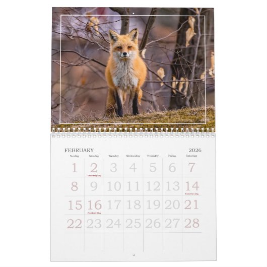 Dot the Fox Kalender (Feb 2026)