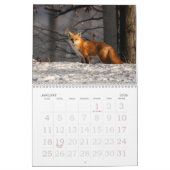 Dot the Fox Kalender (Jan 2026)