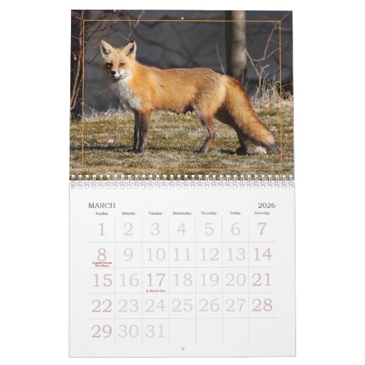 Dot the Fox Kalender (Mar 2026)