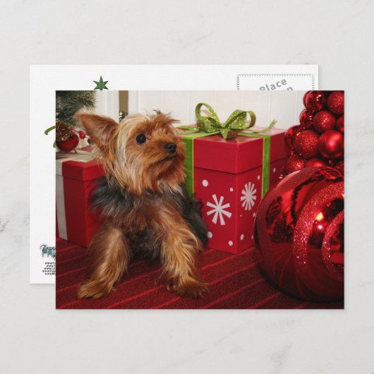 Dot - Yorkshire Terriër - Rodgers Feestdagenkaart (Voorkant / Achterkant)