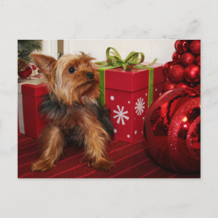 Dot - Yorkshire Terrier - Rodgers Feestdagenkaart