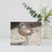 Dotterel Briefkaart (Staand voorkant)
