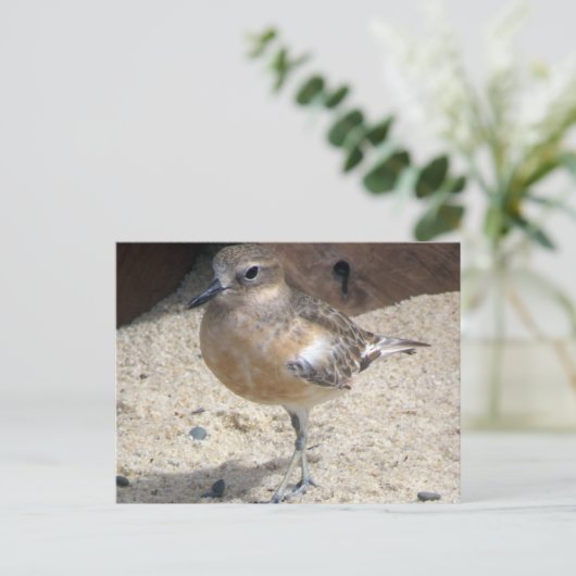 Dotterel Briefkaart (Staand voorkant)