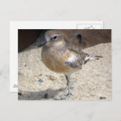 Dotterel Briefkaart (Voorkant / Achterkant)