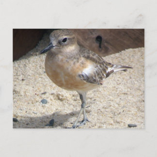 Dotterel Briefkaart