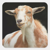 Dottie Stickers (Voorkant)