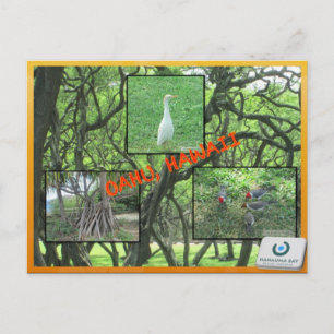 DOUANE BRIEFKAARTEN - HAWAII COLLAGE# 14
