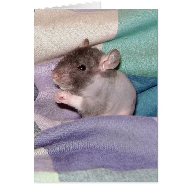 Doube Rex Baby Rat (Voorkant)