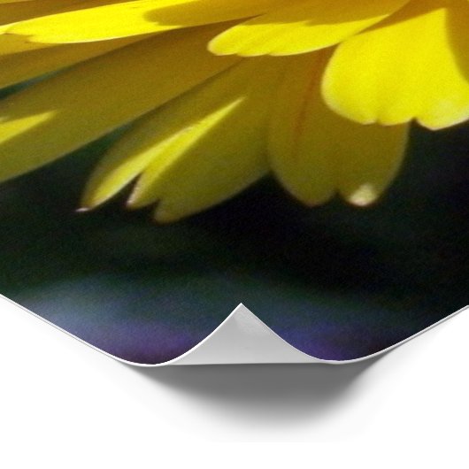 Double Aster Poster (Hoek)