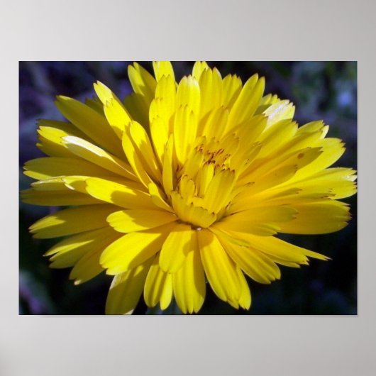 Double Aster Poster (Voorkant)