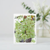 Double Cherry Blossom: Gioiko Briefkaart (Staand voorkant)