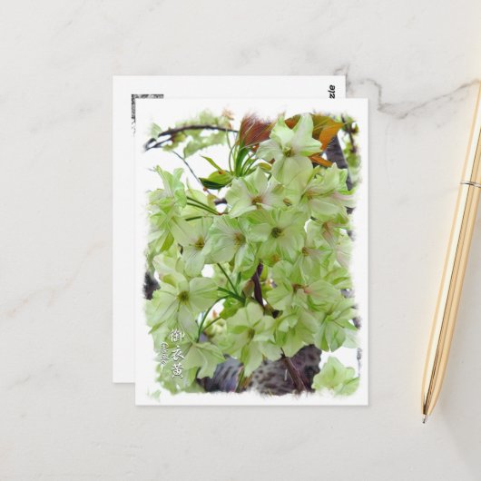 Double Cherry Blossom: Gioiko Briefkaart (Voorkant / Achterkant in situ)