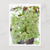 Double Cherry Blossom: Gioiko Briefkaart (Voorkant)