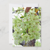 Double Cherry Blossom: Gioiko Kaart (Voorkant)