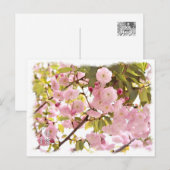 Double Cherry Blossom: Imose Briefkaart (Voorkant / Achterkant)