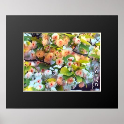 Double Cherry Blossom: Kenrokuen-kikuzakura Poster (Voorkant)